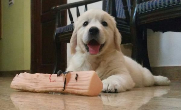 DogsIndia.com - Golden Retriever - Chiming Bells Kennel