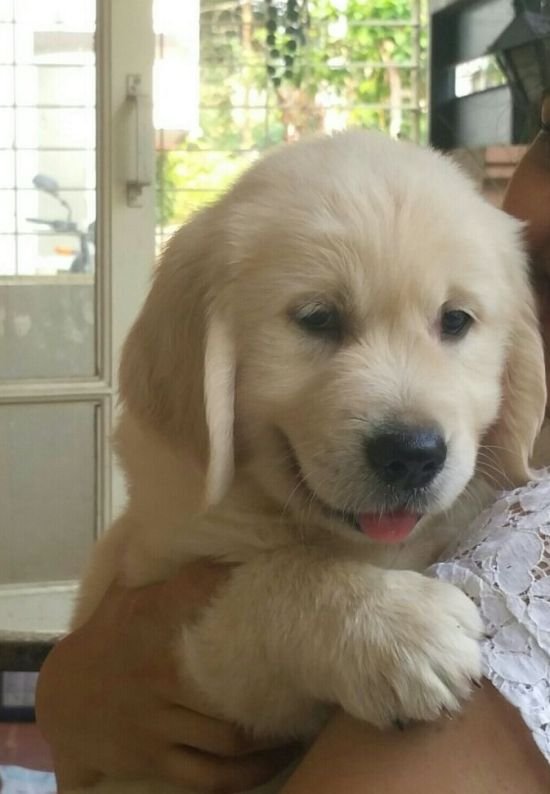 DogsIndia.com - Golden Retriever - Chiming Bells Kennel