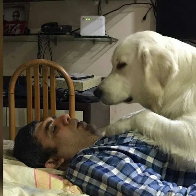 DogsIndia.com - Golden Retriever - Chiming Bells