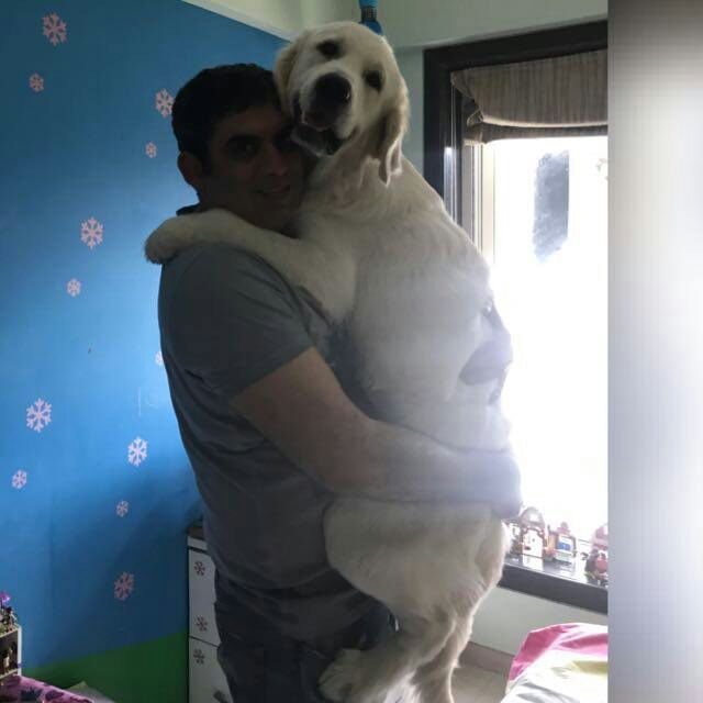 DogsIndia.com - Golden Retriever - Chiming Bells