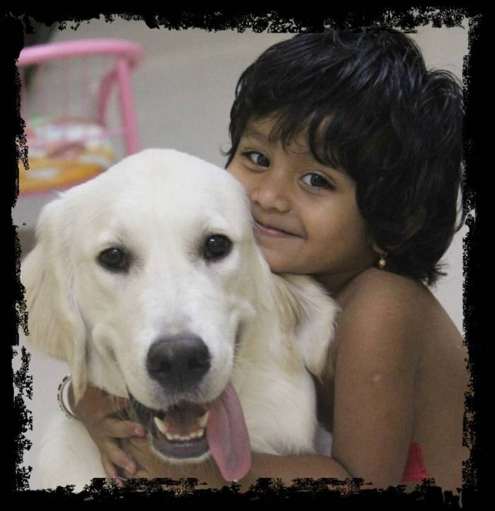 DogsIndia.com - Golden Retriever - Chiming Bells