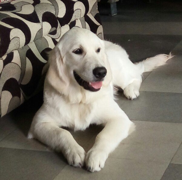 DogsIndia.com - Golden Retriever - Chiming Bells