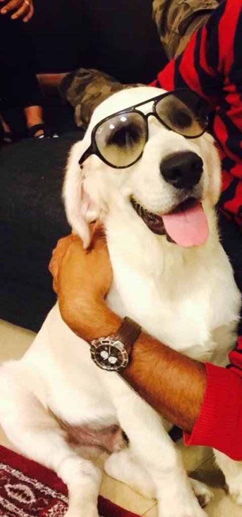 DogsIndia.com - Golden Retriever - Chiming Bells