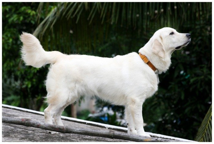 DogsIndia.com - Golden Retriever - Chiming Bells