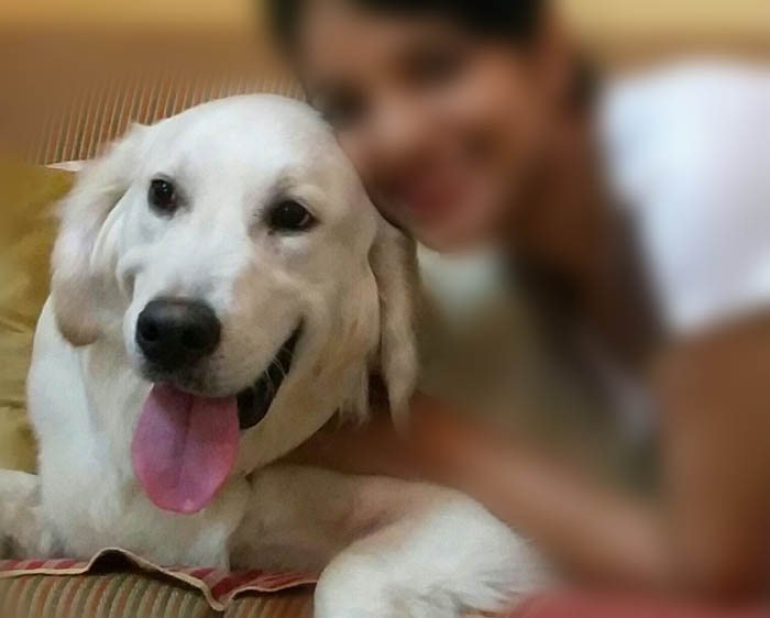 DogsIndia.com - Golden Retriever - Chiming Bells