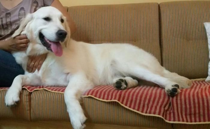 DogsIndia.com - Golden Retriever - Chiming Bells