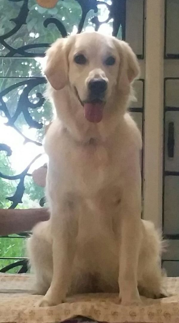 DogsIndia.com - Golden Retriever - Chiming Bells