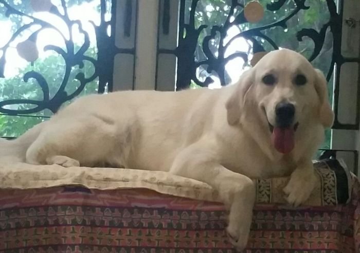 DogsIndia.com - Golden Retriever - Chiming Bells