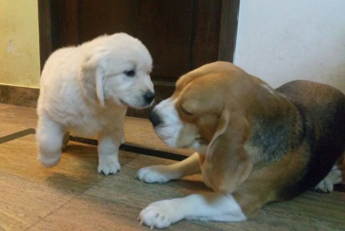 DogsIndia.com - Golden Retriever - Chiming Bells