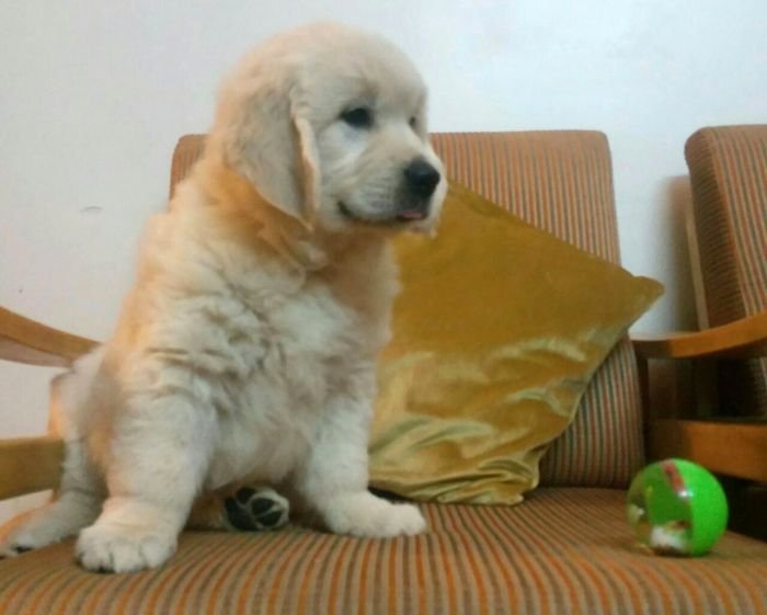 DogsIndia.com - Golden Retriever - Chiming Bells
