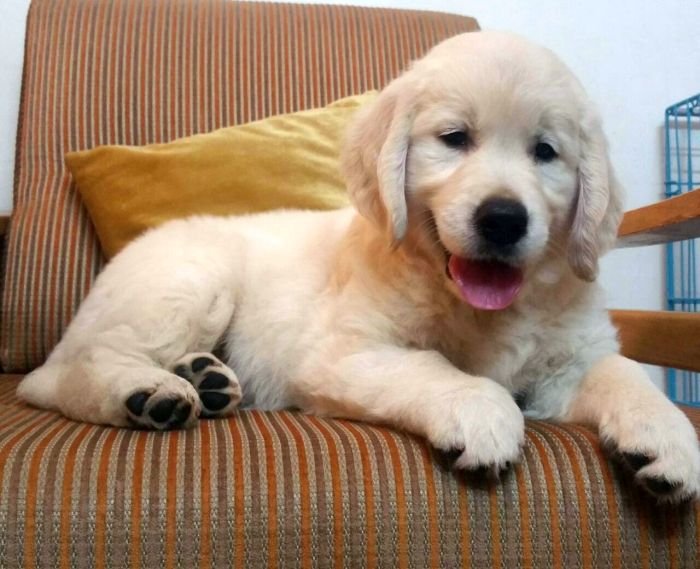 DogsIndia.com - Golden Retriever - Chiming Bells