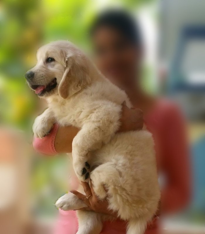 DogsIndia.com - Golden Retriever - Chiming Bells