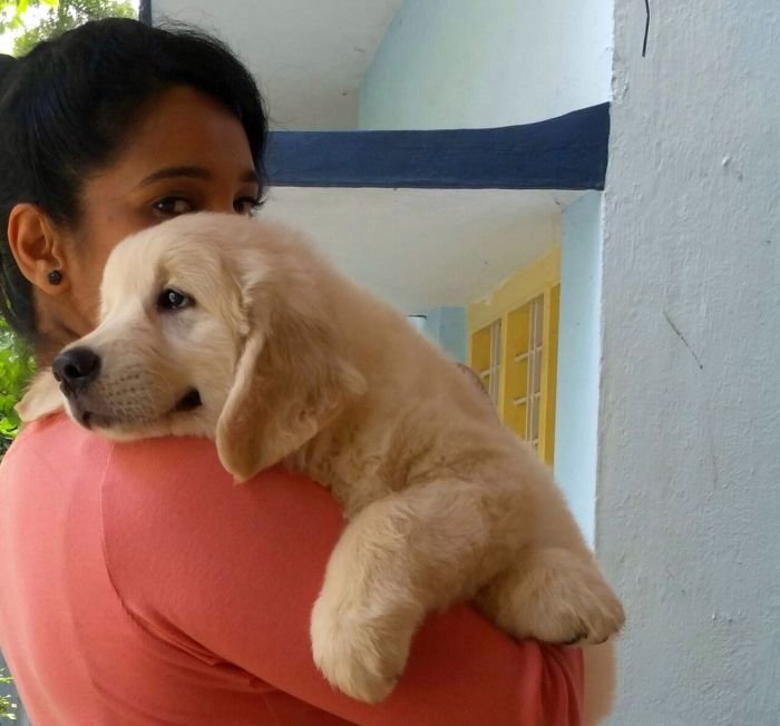 DogsIndia.com - Golden Retriever - Chiming Bells