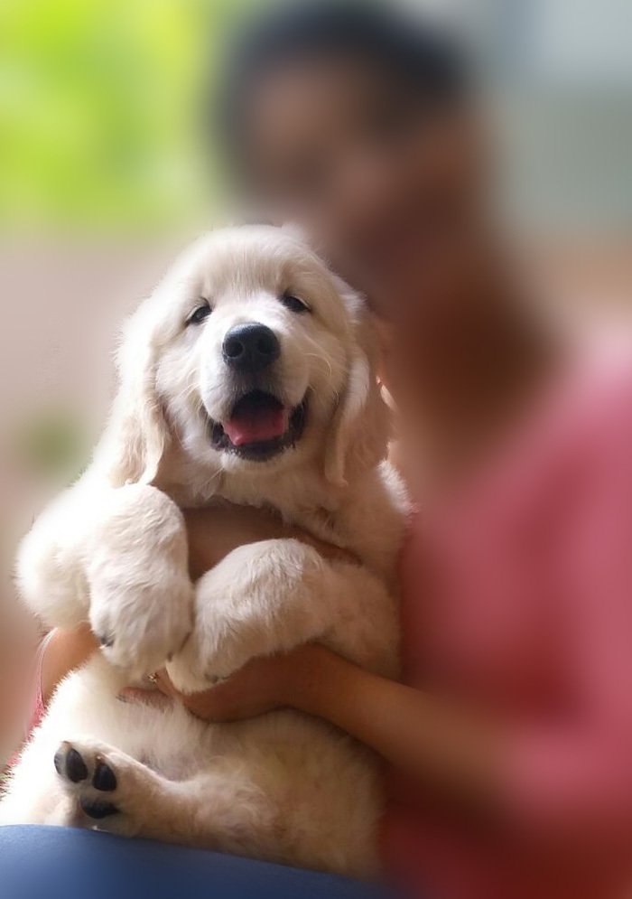 DogsIndia.com - Golden Retriever - Chiming Bells