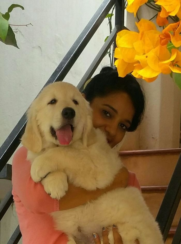 DogsIndia.com - Golden Retriever - Chiming Bells