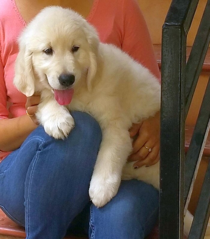 DogsIndia.com - Golden Retriever - Chiming Bells