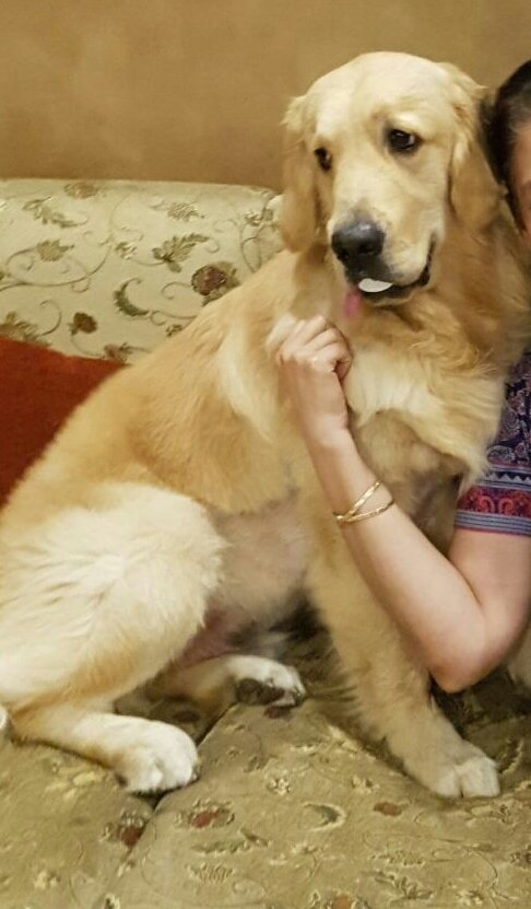 DogsIndia.com - Golden Retriever - Chiming Bells