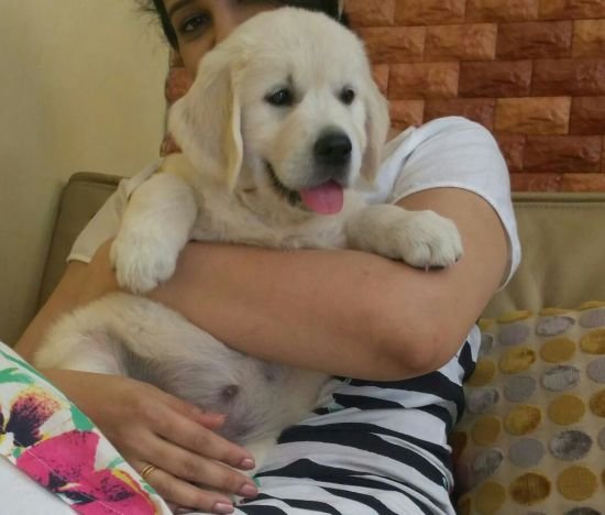 DogsIndia.com - Golden Retriever - Chiming Bells