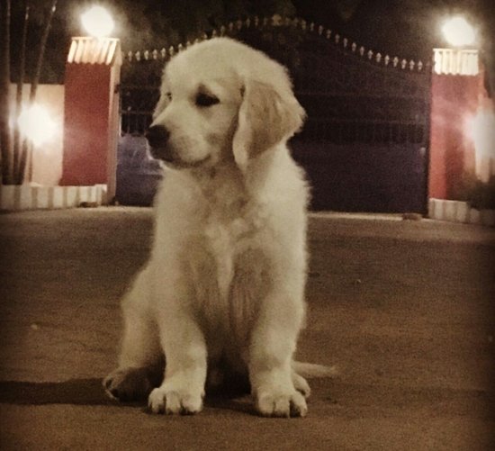 DogsIndia.com - Golden Retriever - Chiming Bells