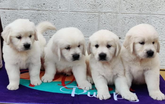 DogsIndia.com - Golden Retriever - Crisanta, Vineeth