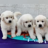 DogsIndia.com - Golden Retriever - Crisanta, Vineeth