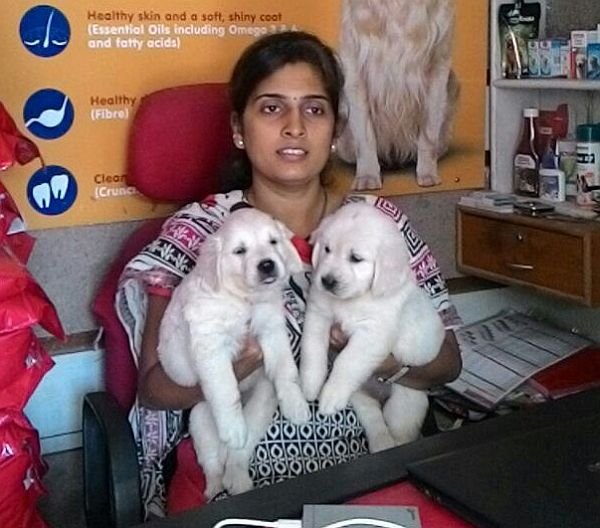 DogsIndia.com - Golden Retriever - Dalvi