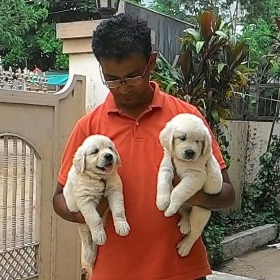 DogsIndia.com - Golden Retriever - Dalvi