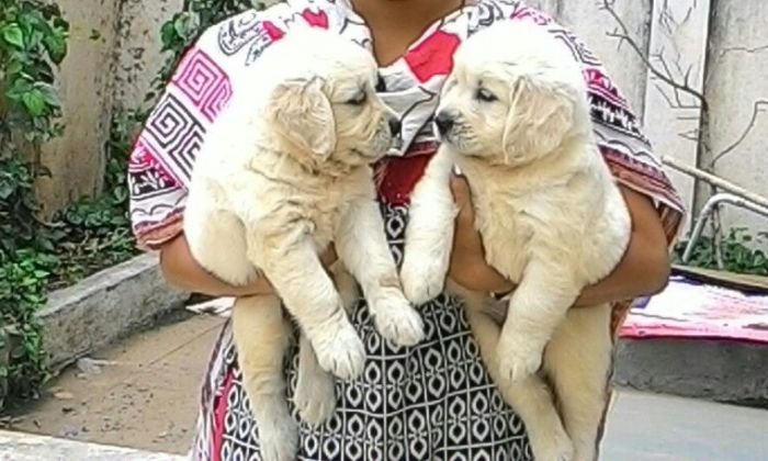 DogsIndia.com - Golden Retriever - Dalvi