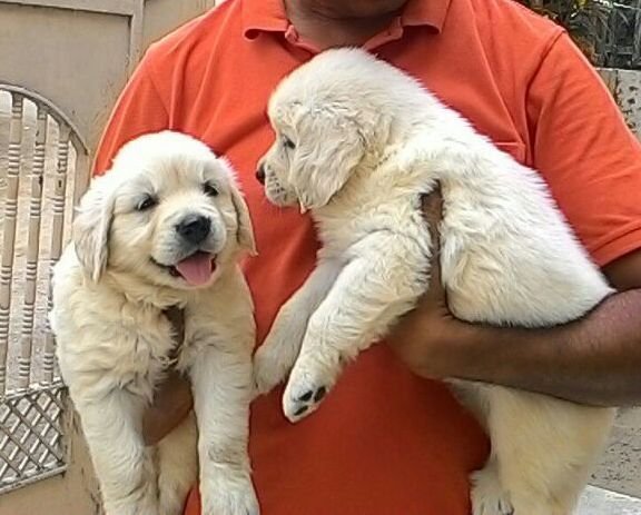 DogsIndia.com - Golden Retriever - Dalvi