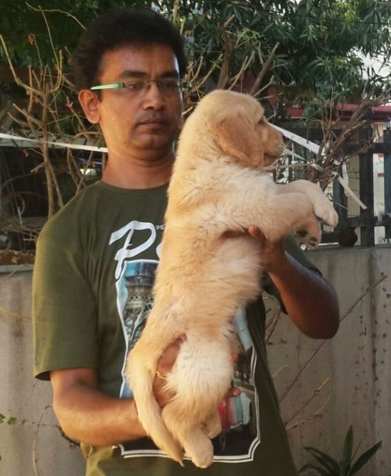 DogsIndia.com - Golden Retriever - Dalvi