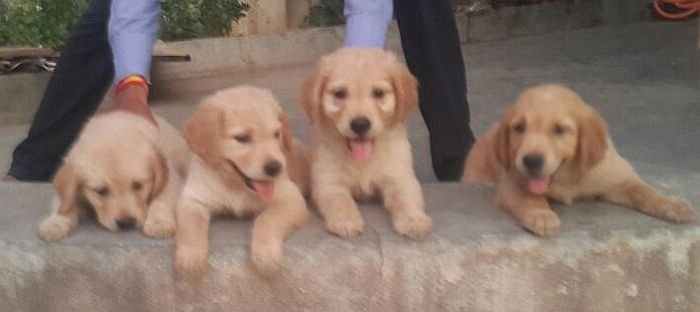 DogsIndia.com - Golden Retriever - Dalvi