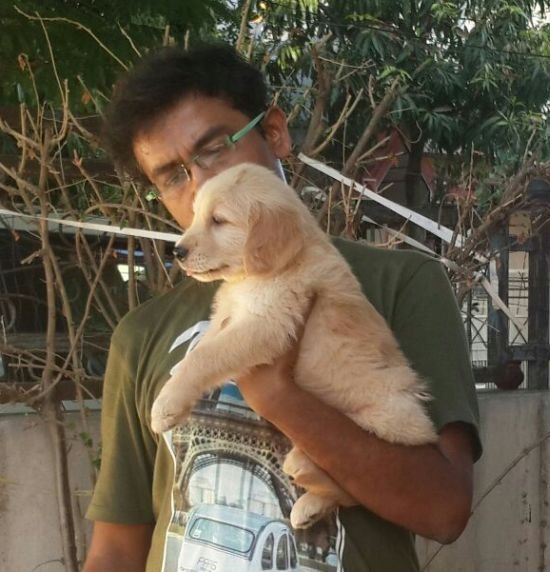 DogsIndia.com - Golden Retriever - Dalvi