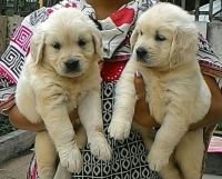 DogsIndia.com - Golden Retriever - Dalvi