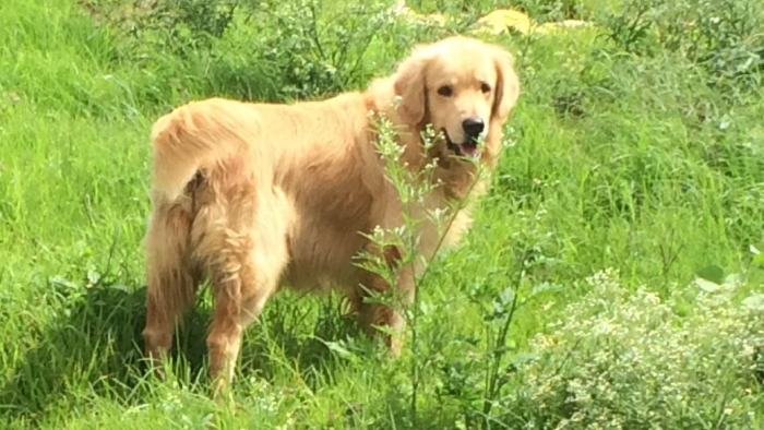 DogsIndia.com - Golden Retriever - Dalvi
