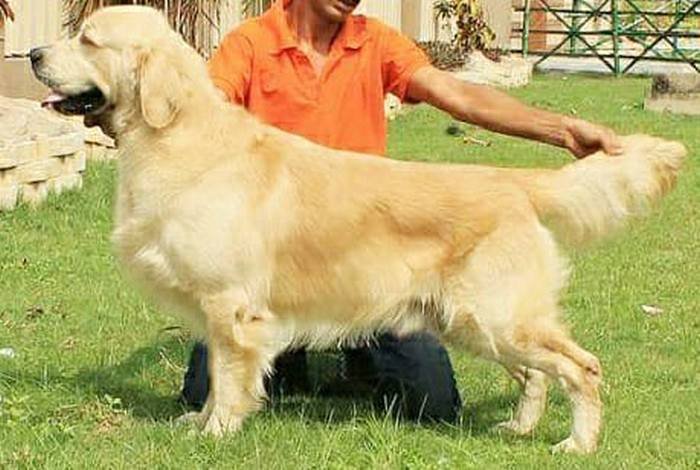 DogsIndia.com - Golden Retriever - Deenjons