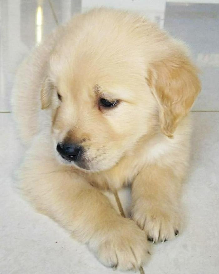 DogsIndia.com - Golden Retriever - Deenjons