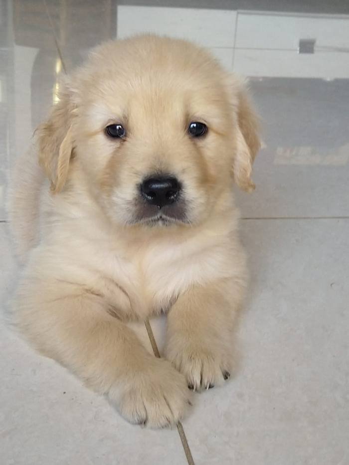 DogsIndia.com - Golden Retriever - Deenjons