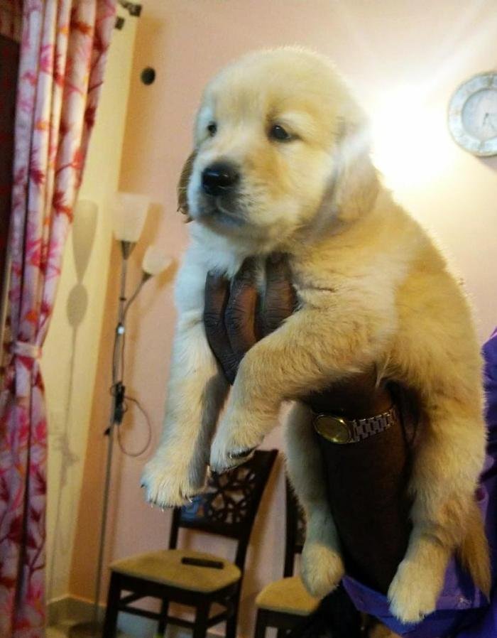 DogsIndia.com - Golden Retriever - Deenjons