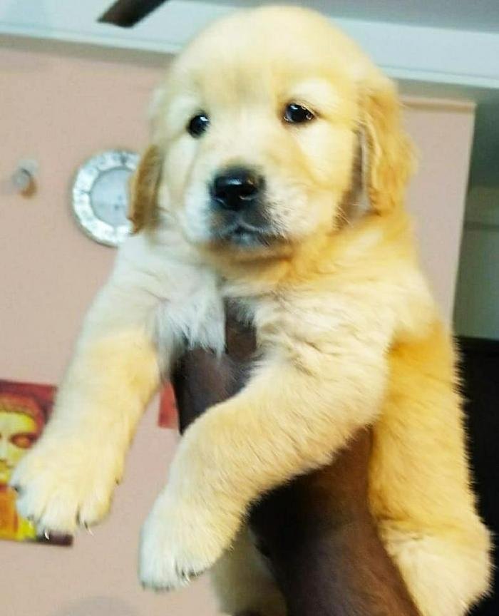 DogsIndia.com - Golden Retriever - Deenjons