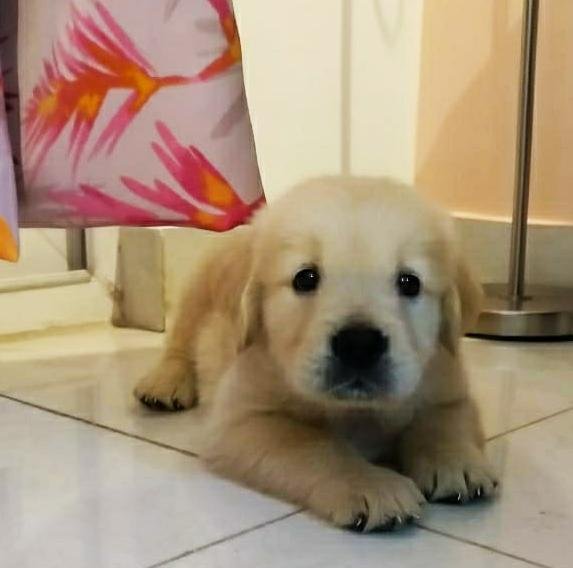 DogsIndia.com - Golden Retriever - Deenjons