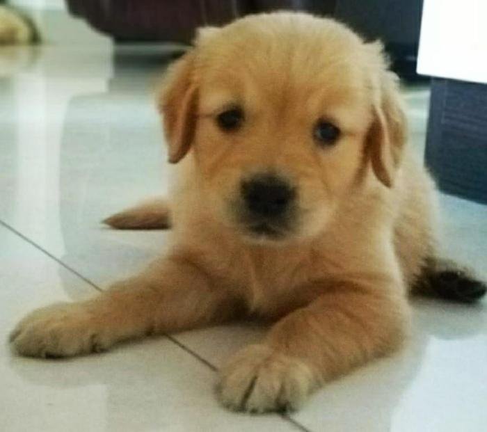 DogsIndia.com - Golden Retriever - Deenjons