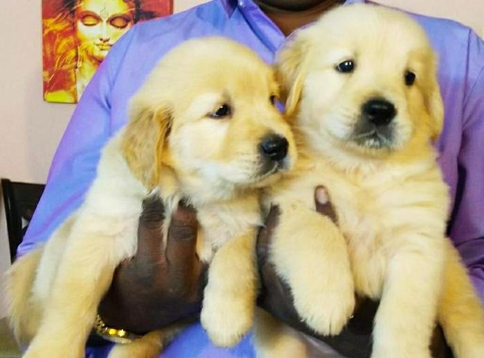 DogsIndia.com - Golden Retriever - Deenjons