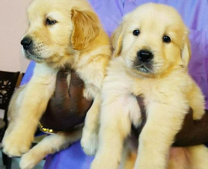 DogsIndia.com - Golden Retriever - Deenjons
