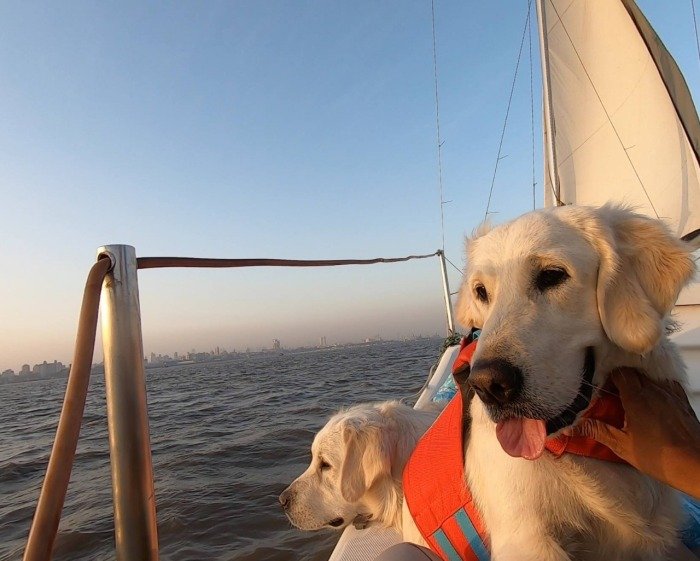 DogsIndia.com - Golden Retriever - Deepthi