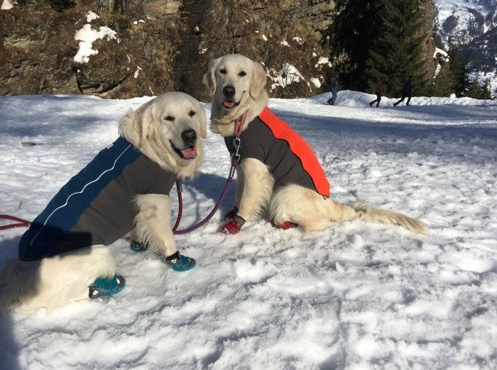 DogsIndia.com - Golden Retriever - Deepthi