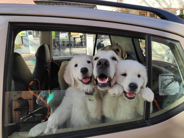 DogsIndia.com - Golden Retriever - Deepthi