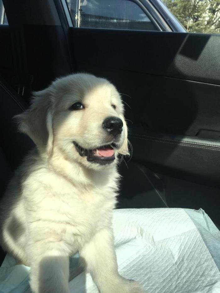 DogsIndia.com - Golden Retriever - Deepthi