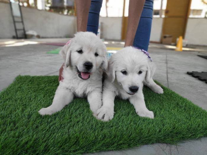 DogsIndia.com - Golden Retriever - Deepthi