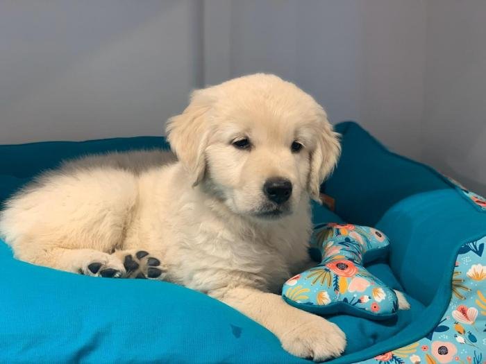 DogsIndia.com - Golden Retriever - Deepthi