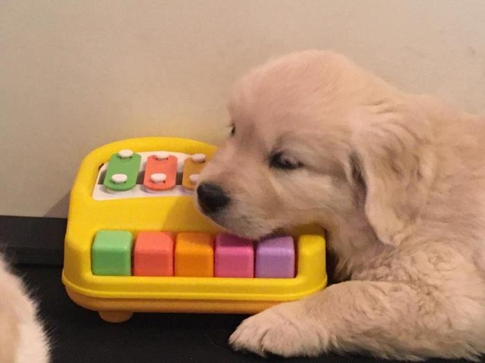 DogsIndia.com - Golden Retriever - Deepthi